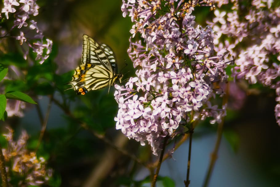 Tiger Swallowtail Butterfly Perched on Pink Petaled Flower at Daytime HD wallpaper