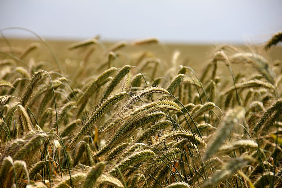 Wheat Field, grain, macro, nature, crop, agriculture, cereal plant HD wallpaper