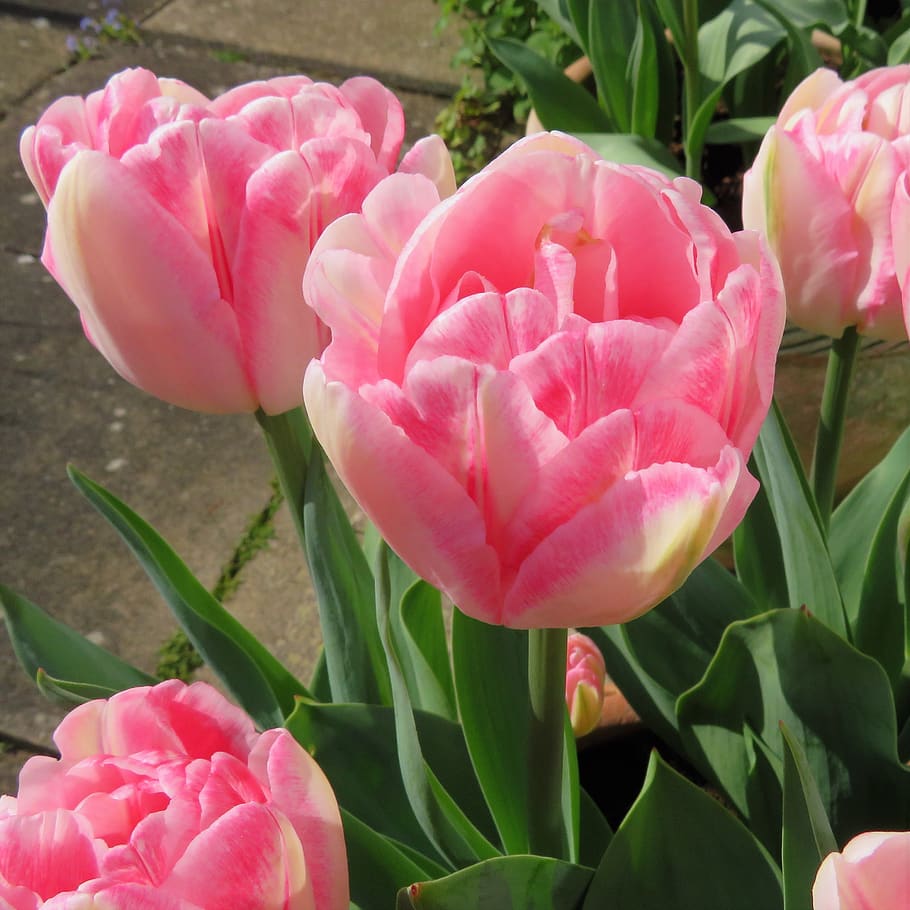 tulips, spring, flowers, pink, plant, pink color, flowering plant HD wallpaper