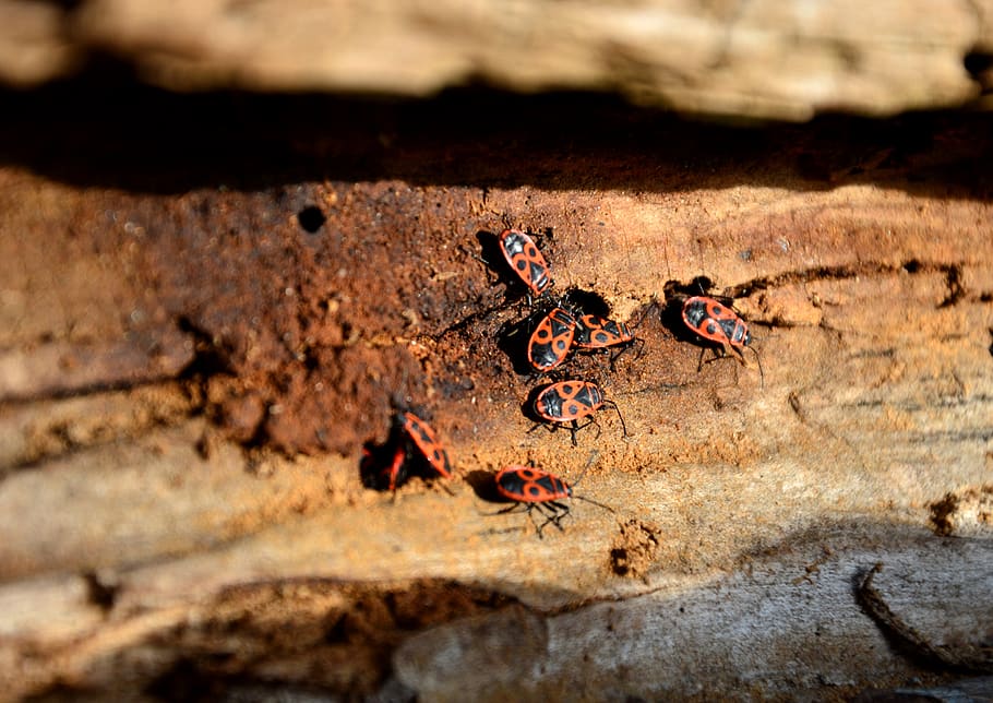 beetle, fire bug, nasty fire bug, insect, pest, animal, creature HD wallpaper