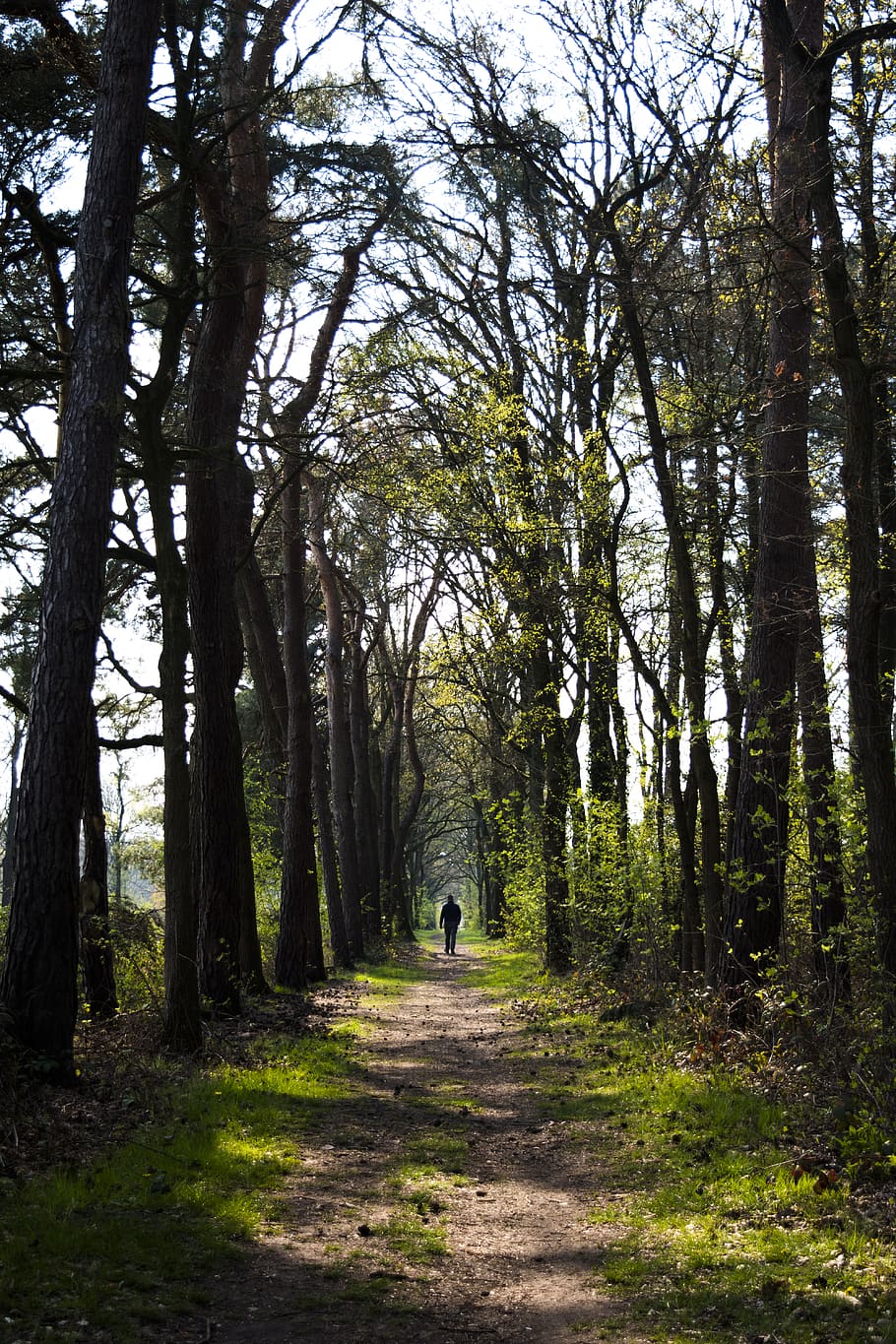 plant, tree, human, person, path, trail, ground, tree trunk HD wallpaper