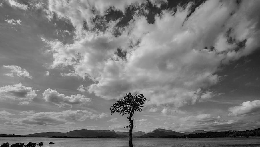 loch lomond, united kingdom, lone tree, clouds, long exposure