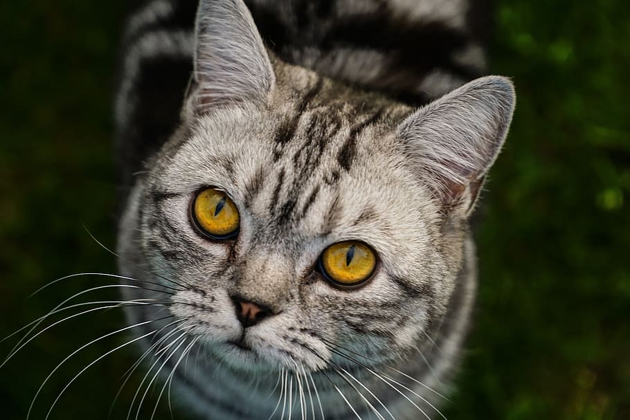 cat, close up, animal, view, head, domestic cat, cat face, pet HD wallpaper