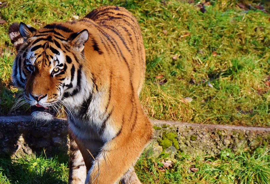 tiger, big cat, predator, wildcat, tiger head, tongue, dangerous HD wallpaper