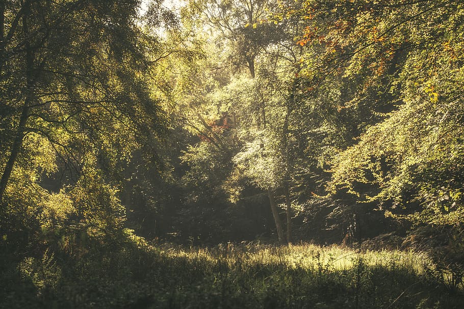 green-leafed trees during daytime, crawley, united kingdom, tilgate forest HD wallpaper