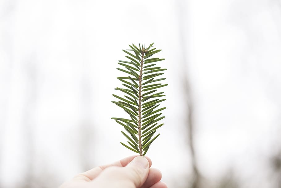 person holding green leaf, branch, pine, hand, bokeh, blur, wood HD wallpaper