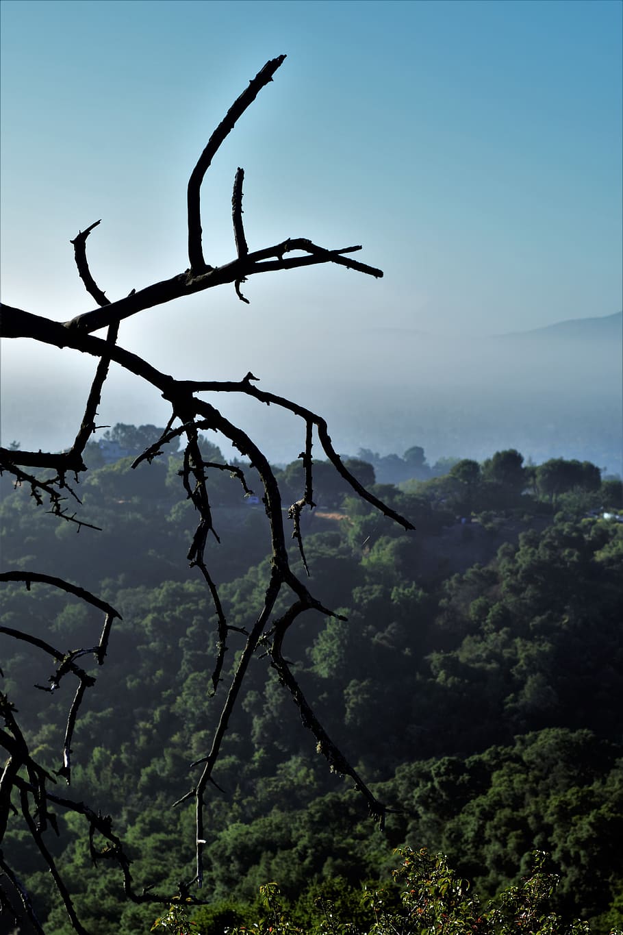 tree, hand, forest, hills, sunrise, day, blue, green, art, landscape HD wallpaper