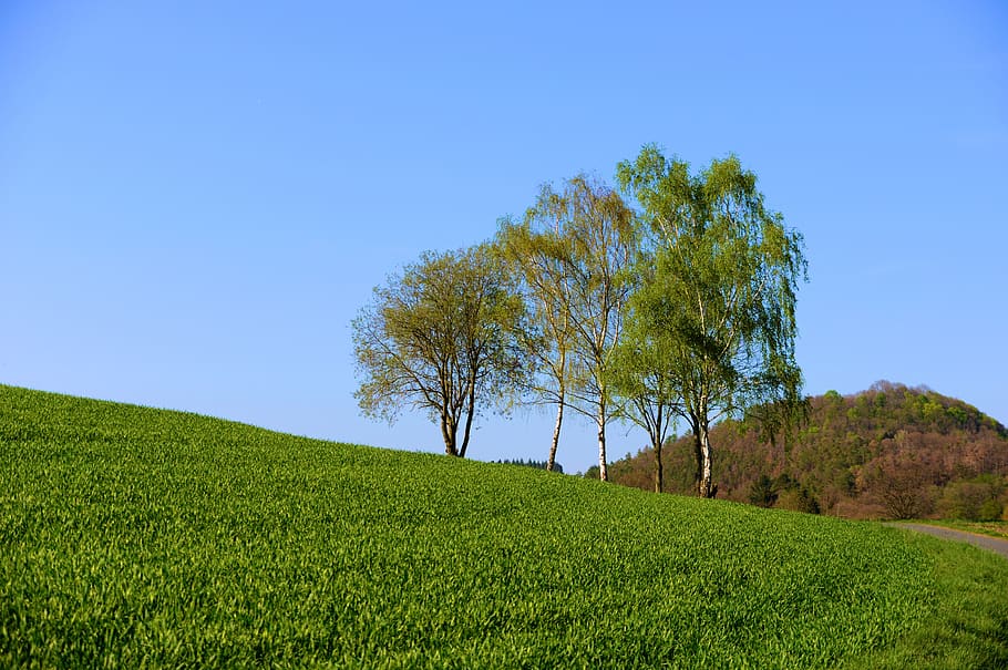 landscape, spring, meadow, field, sky, sunshine, environment HD wallpaper