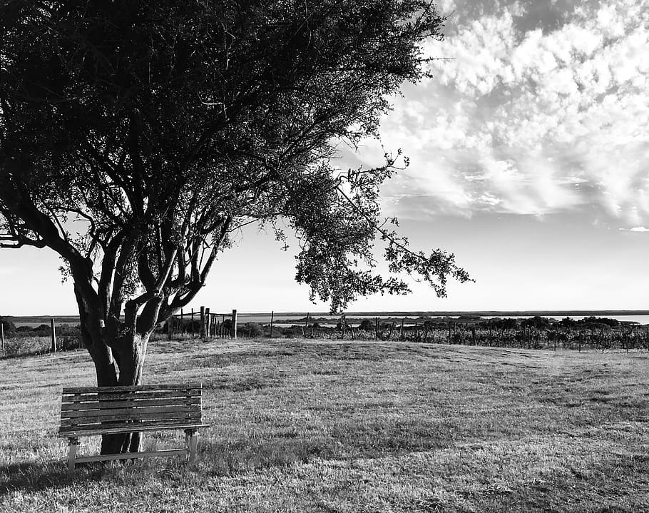 uruguay, narbona, shade, grass, bench, vintage, sea, tree, plant HD wallpaper