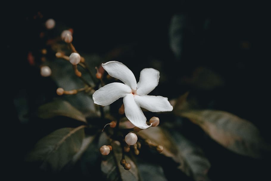 singapore, plant, vulnerability, flower, flowering plant, fragility HD wallpaper
