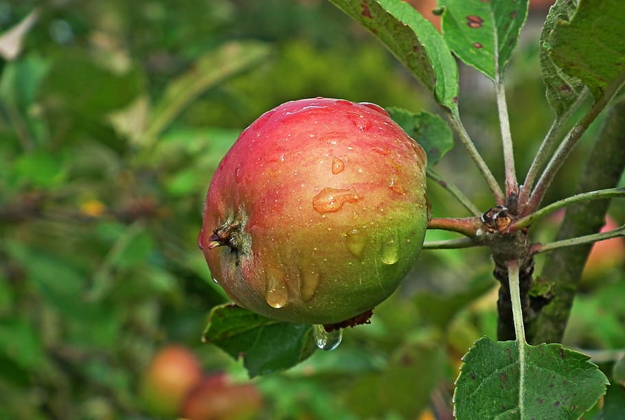 apple, fruit, nature, vitamins, delicious, closeup, health HD wallpaper