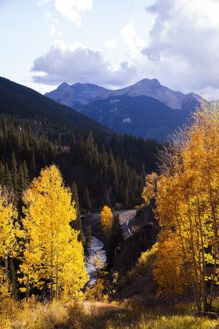 Yellow Leafed Trees Ahead, autumn, conifer, daylight, environment HD wallpaper