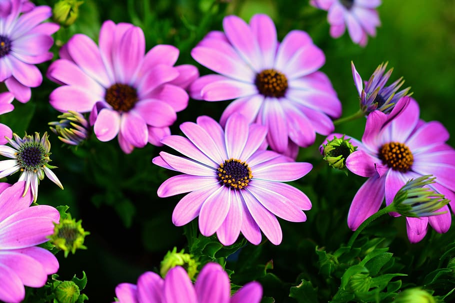 Pink Flower in Bloom, beautiful, blooming, blossom, blur, botanical HD wallpaper