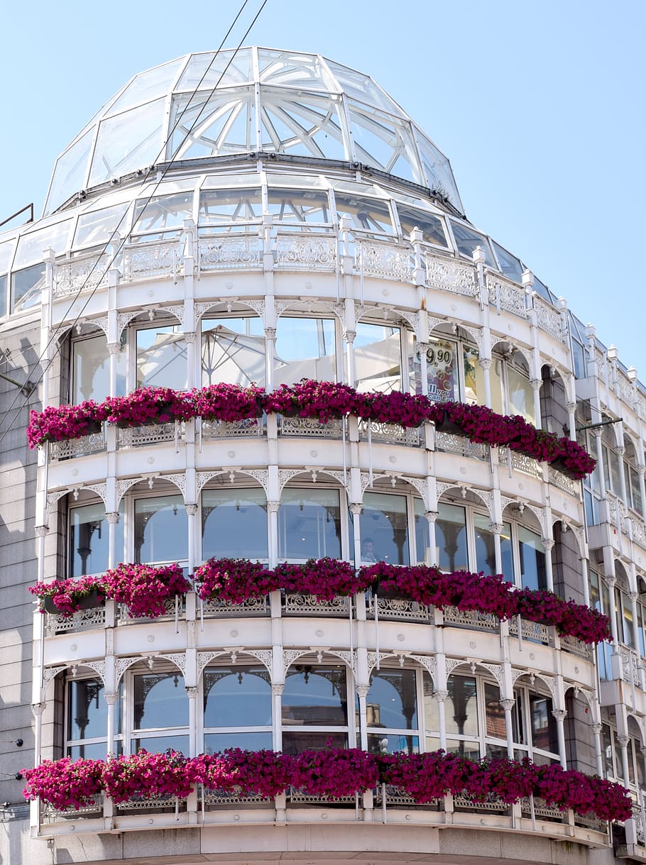 architecture, white, building, ireland, dublin, purple flowers HD wallpaper
