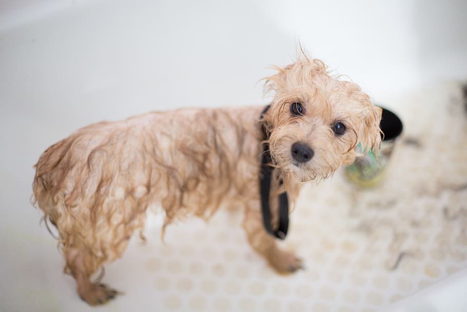 Cream Toy Poodle Puppy in Bathtub, adorable, animal, bathed, breed