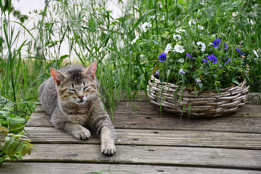 cat, flowers, pet, cute, sleep, mammal, basket, feline, animal themes HD wallpaper