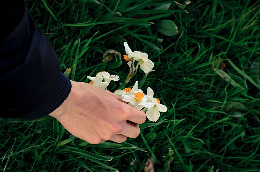 belgium, brussels, plant, human hand, human body part, flowering plant HD wallpaper