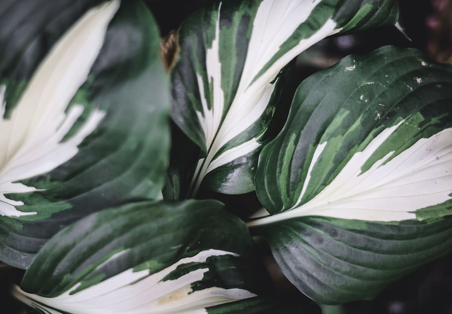 germany, juist, hd, leaf, white, green, pattern, dark, wallpaper HD wallpaper