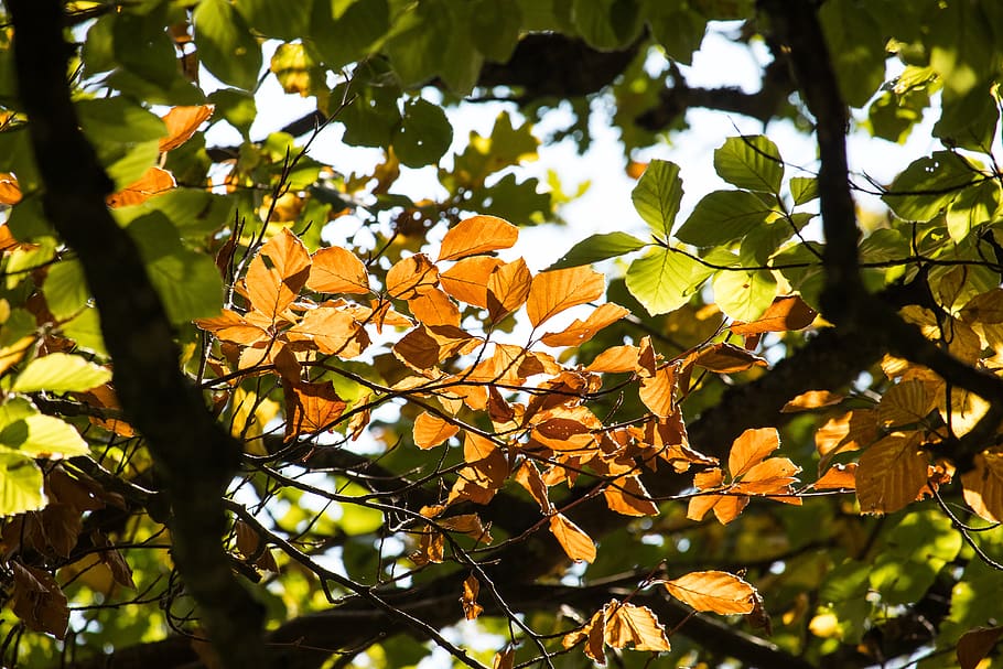 fall foliage, leaves, autumn, tree, color, fall color, nature HD wallpaper