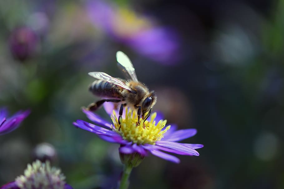 bee, wild bee, nature, insect, close up, blossom, bloom, bees HD wallpaper