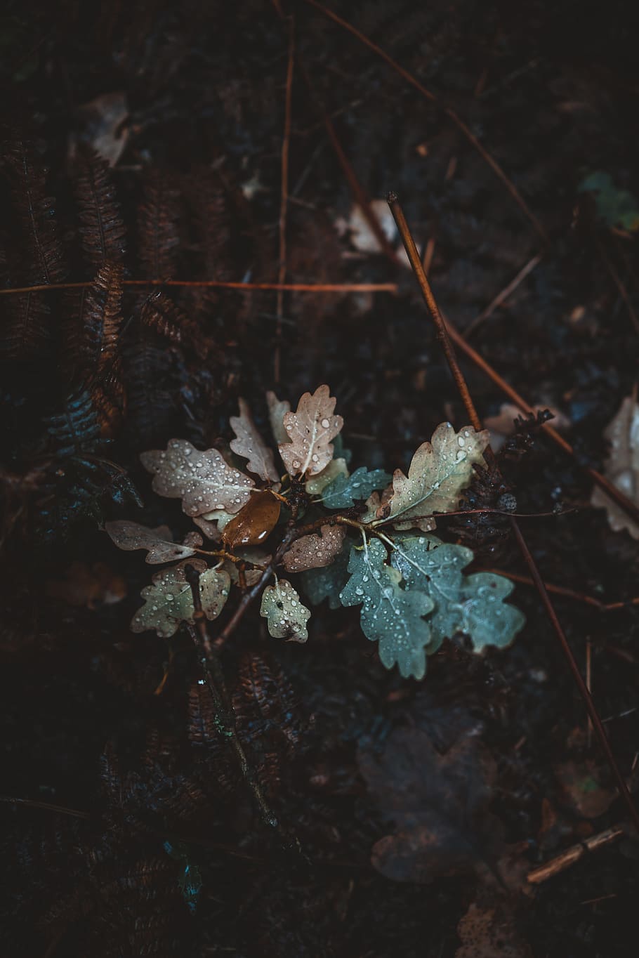 close-up of brown and blue plant, leaf, droplet, dew, bush, dark HD wallpaper