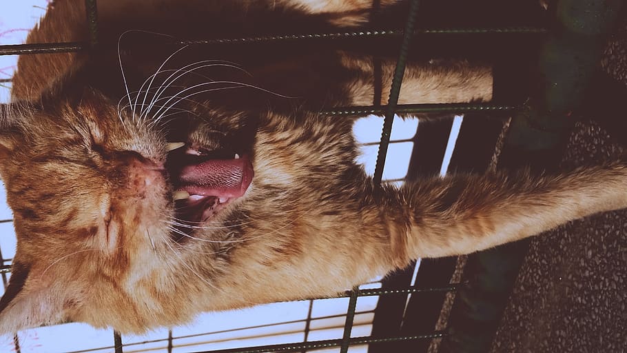 pussy, cat, cute, mammal, domestic, pets, domestic animals HD wallpaper