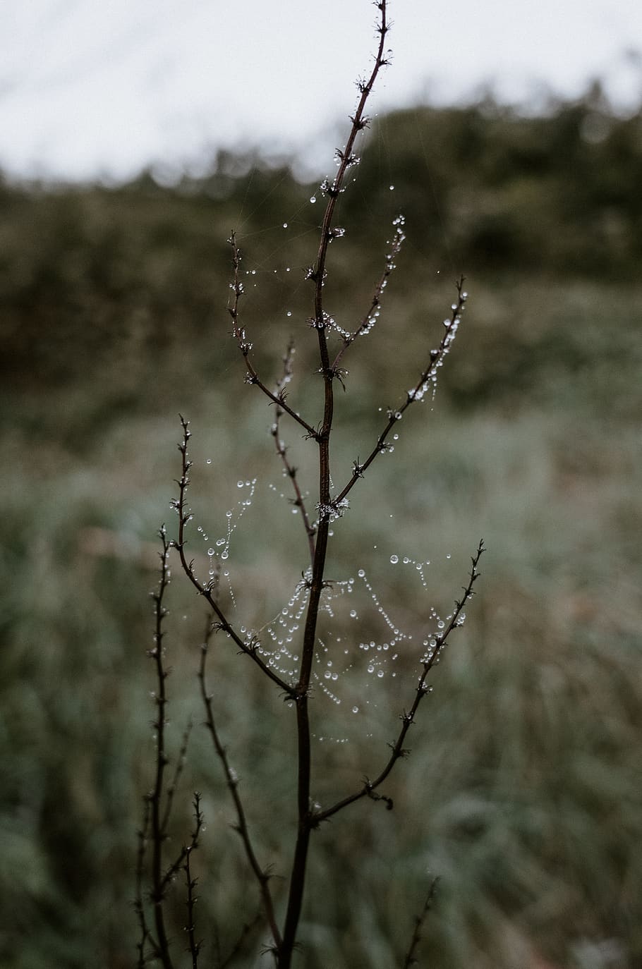 nature, outdoors, ice, devon, uk, winter, spider, invertebrate HD wallpaper
