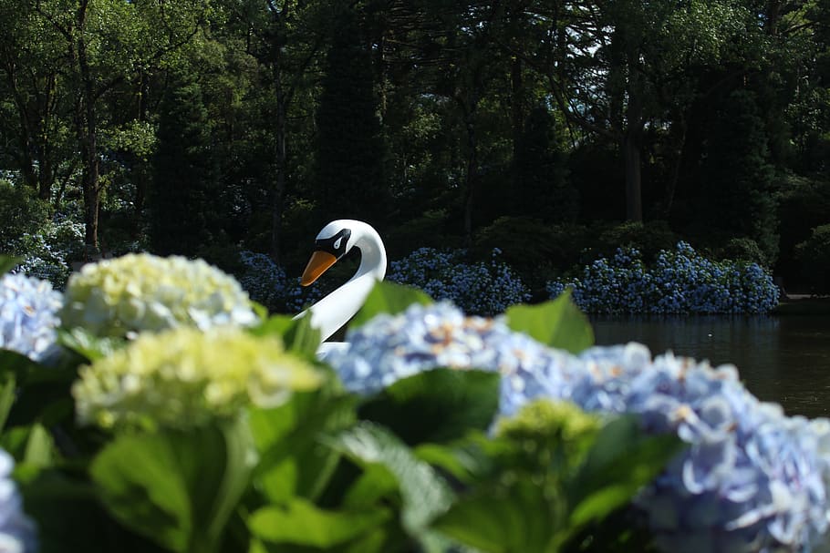 nature, landscape, wallpaper, plant, water, growth, tree, bird HD wallpaper