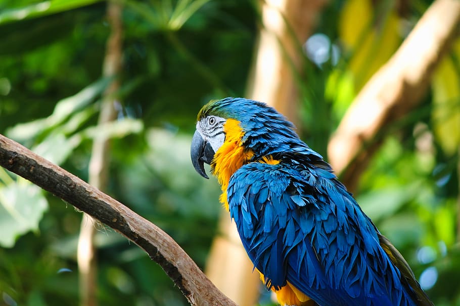 yellow macaw, ara, bird, parrot, colorful, blue, ara ararauna, HD wallpaper