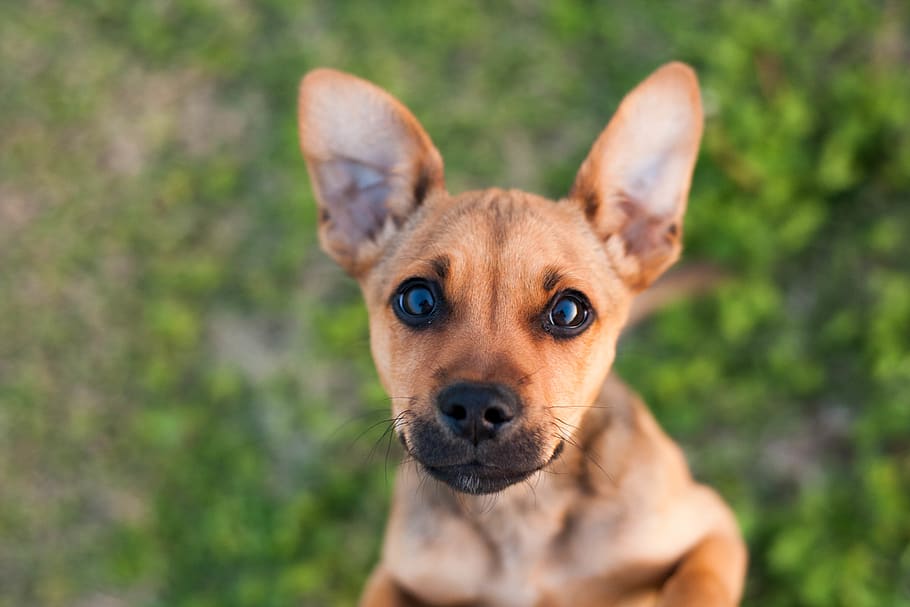 one animal, dog, canine, mammal, domestic animals, pets, looking at camera HD wallpaper