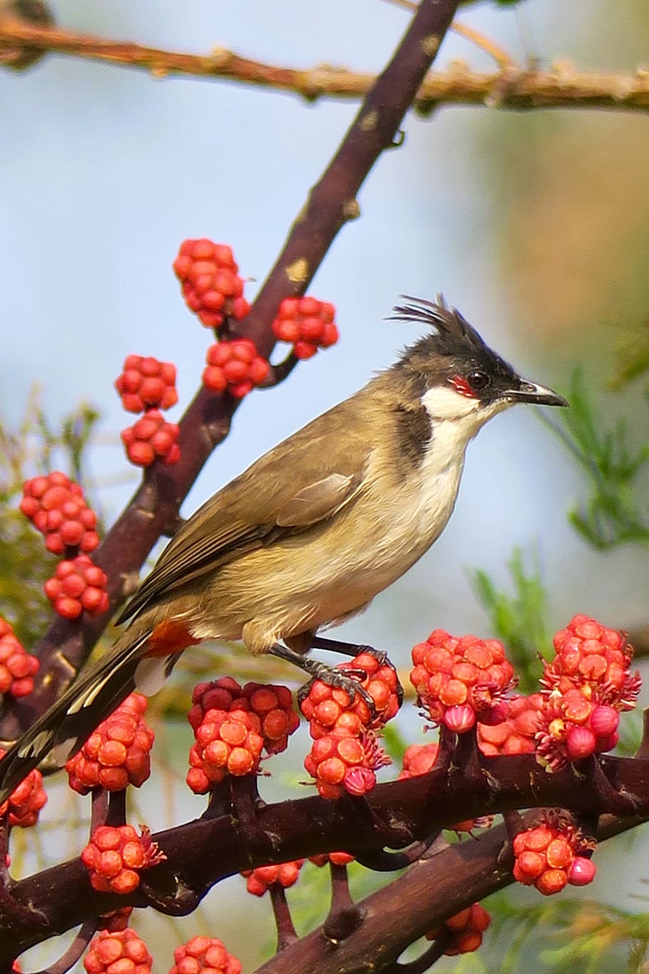 The World's Best of bulbul and himalayan, himalayan black bulbul HD phone  wallpaper | Pxfuel