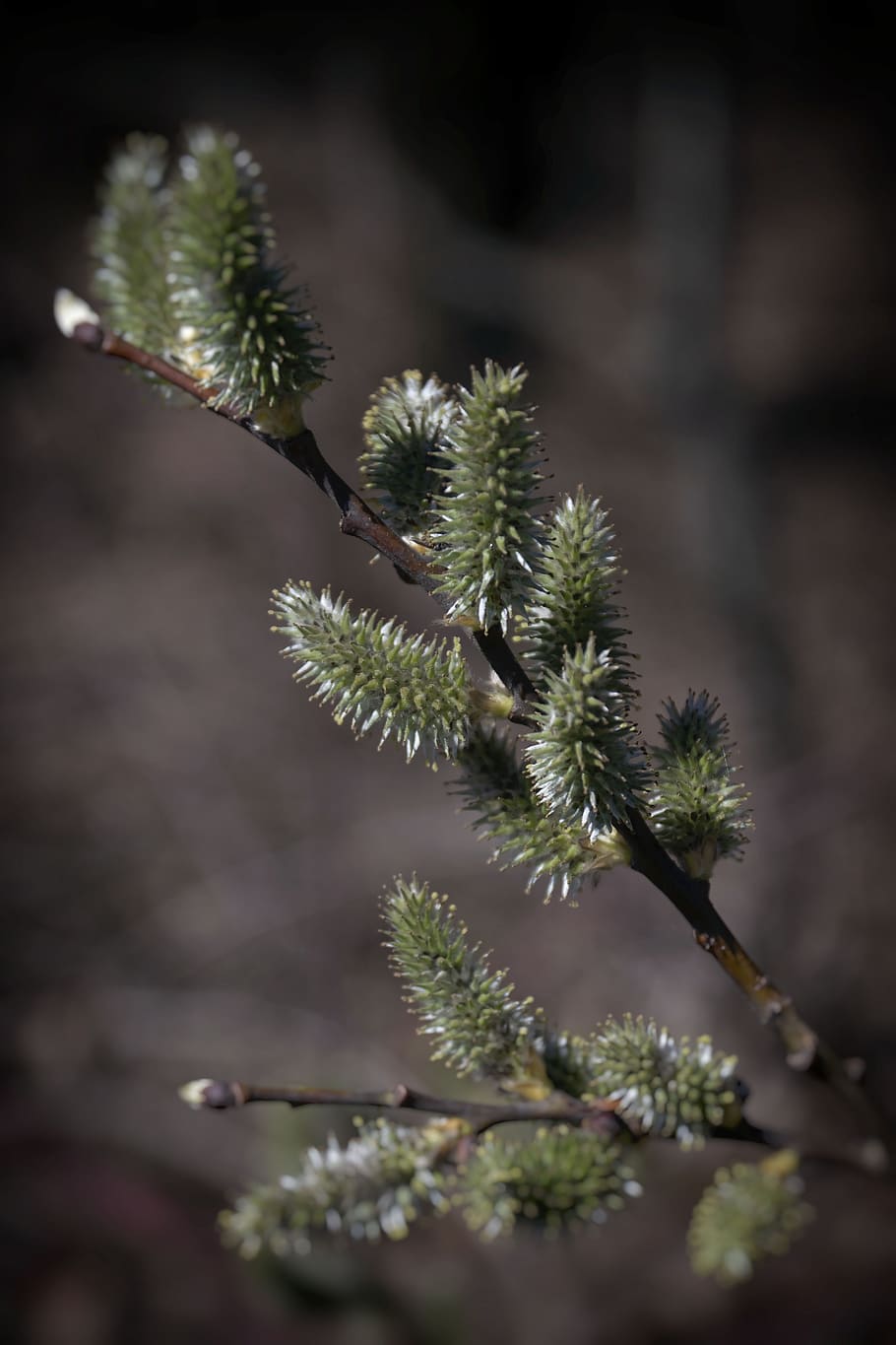 it's, forest, nature, trees, spring, natural, plant, growth HD wallpaper