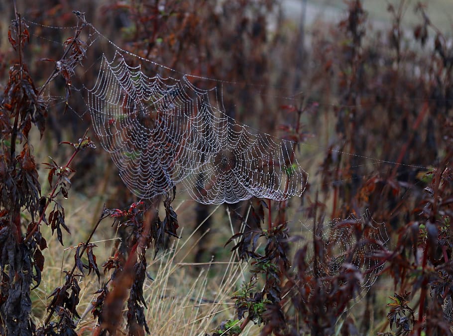 spider web, drops, water, dew, nature, dewdrop, in the morning, HD wallpaper
