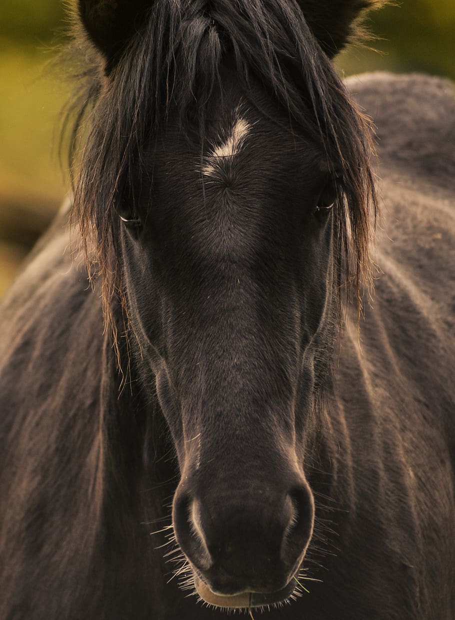 black horse, animal themes, mammal, one animal, animal wildlife HD wallpaper