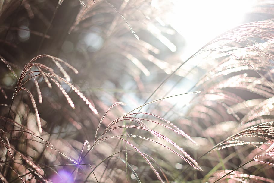 wheat, wind, bokeh, nature, grain, outdoors, bright, sunny HD wallpaper