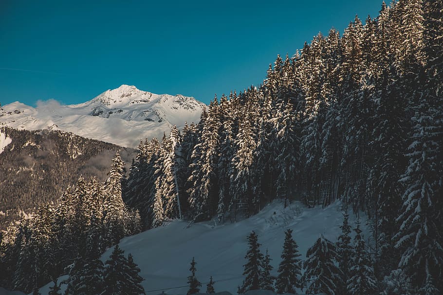 snow covered trees, plant, fir, abies, nature, outdoors, conifer HD wallpaper