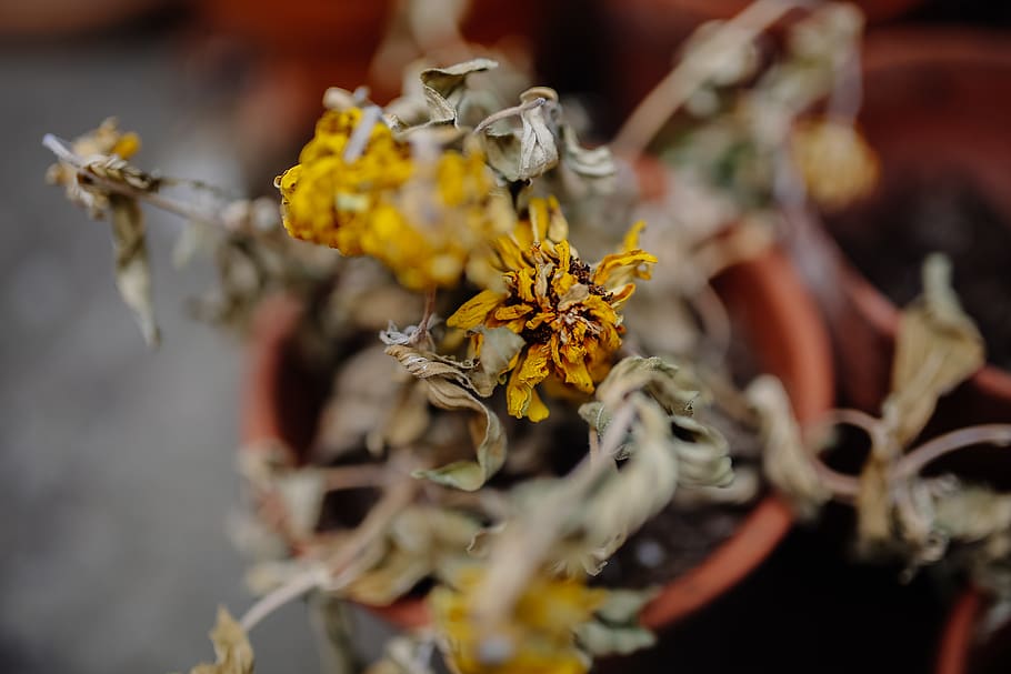united kingdom, ely, flower, dead, yellow, dried, driedup, flowering plant HD wallpaper