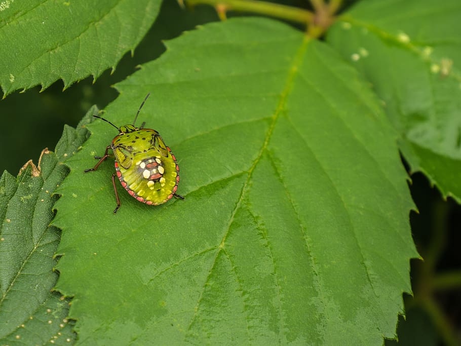 leaf, beetle, green, close up, forest guardian, plant part HD wallpaper
