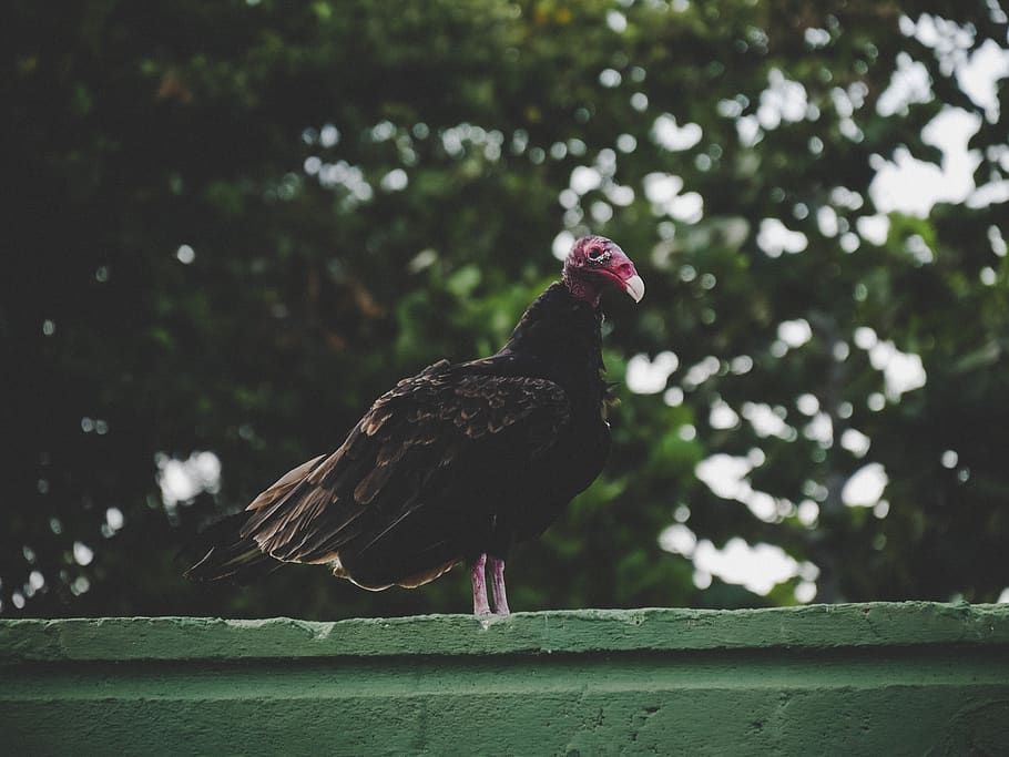 cuba, moron, bird, animal, animal themes, one animal, vertebrate HD wallpaper