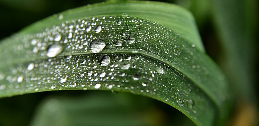 grass, drip, nature, water, plant, dewdrop, wet, close up, green HD wallpaper