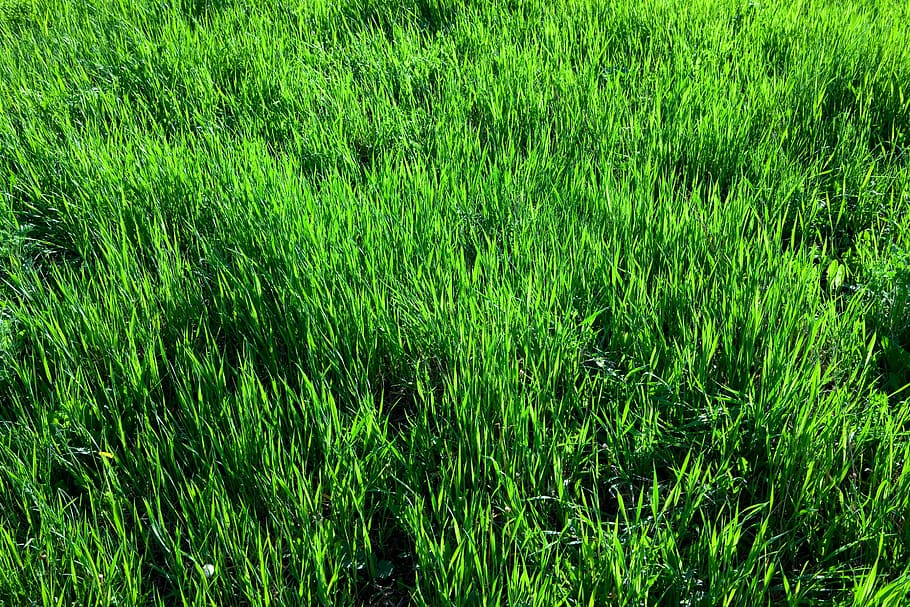 grass, field, turf, background, summer, pattern, green, meadow HD wallpaper