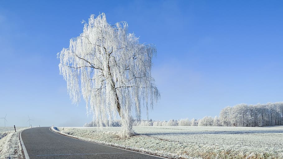 winter dream, wintry, road, snow, hoarfrost, snow-covered meadows HD wallpaper