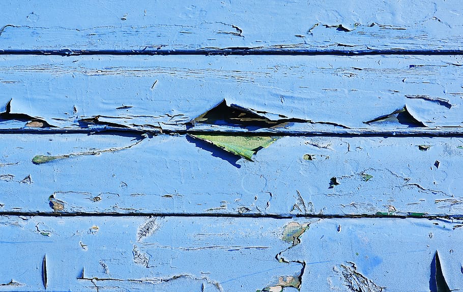 blue wooden panel, slate, bird, animal, outdoors, plant, leaf HD wallpaper