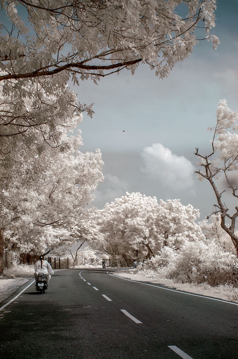 person riding motorcycle, human, plant, tree, asphalt, tarmac HD wallpaper