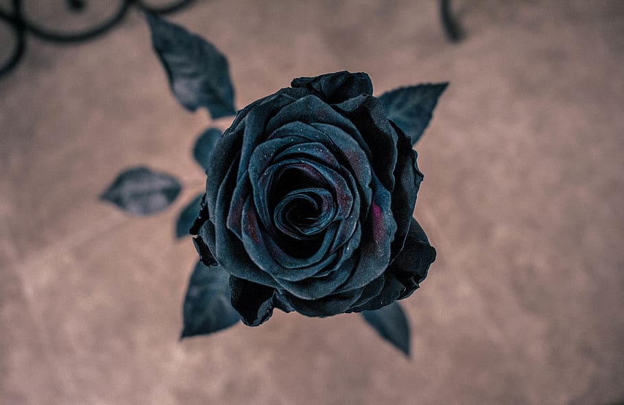 old school black rose