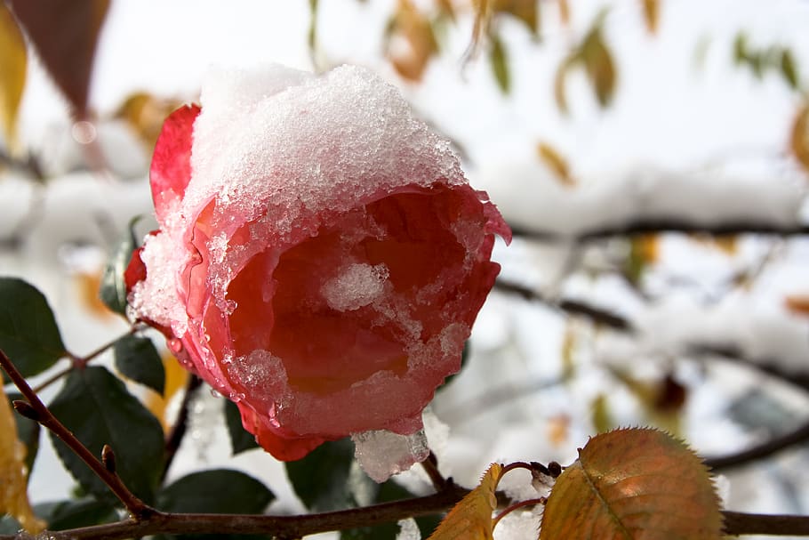 germany, stuttgart, flower, rose, plant, cold temperature, winter HD wallpaper