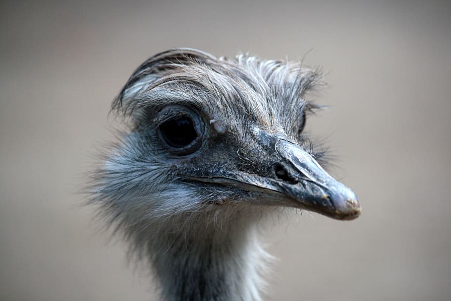 bird, head, emu, isolated, close up, animal portrait, animal world HD wallpaper