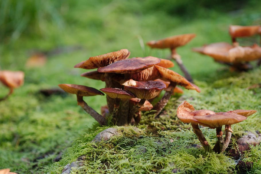 mushroom, nature, autumn, wood, rac, moss, grass, toadstool, HD wallpaper