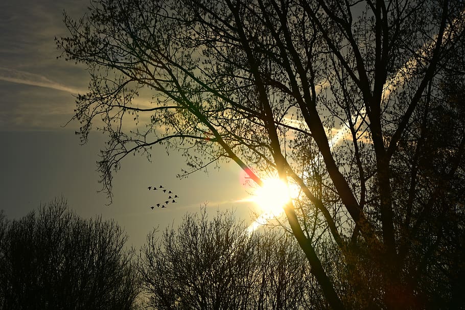 tree, silhouette, setting sun, con trails, sky, dusk, evening HD wallpaper