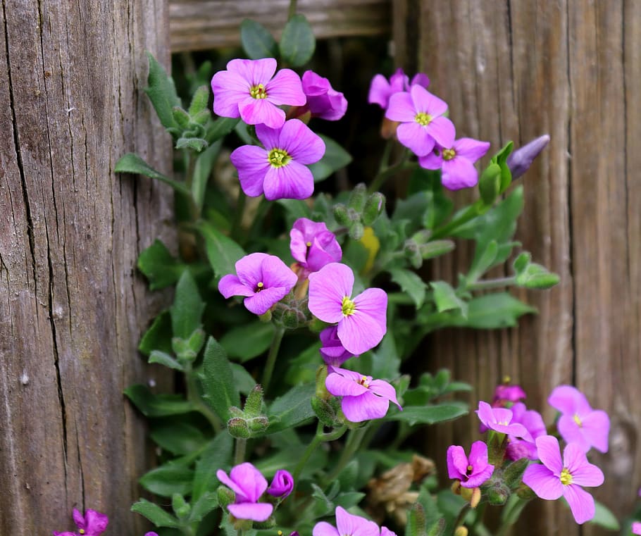 flower, plant, nature, leaf, summer, blossom, bloom, purple HD wallpaper